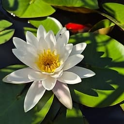 Nénuphar blanc