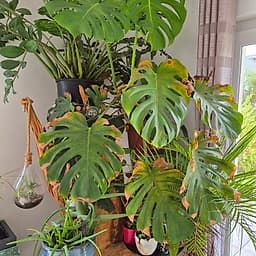 Monstera 