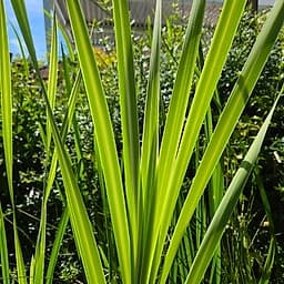 _Plante_depuis_photo_ ✏️