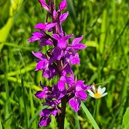 Orchis