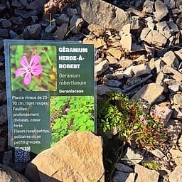 Géranium herbe-à-Robert