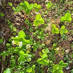 Fraise ciflorette