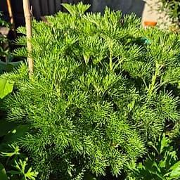 _Plante_depuis_photo_ ✏️