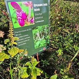 Epiaire des bois