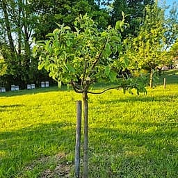 Pomme à côtes CM2