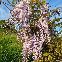 Glycine