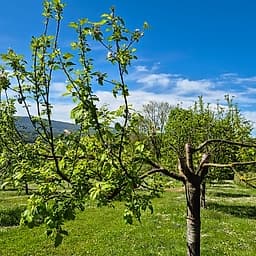Pommier Ariane PS