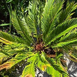 Cycas