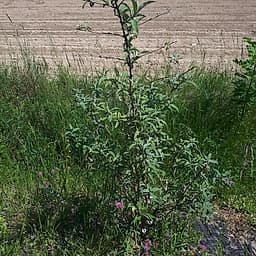 Buddleia