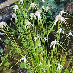 Herbe étoilée