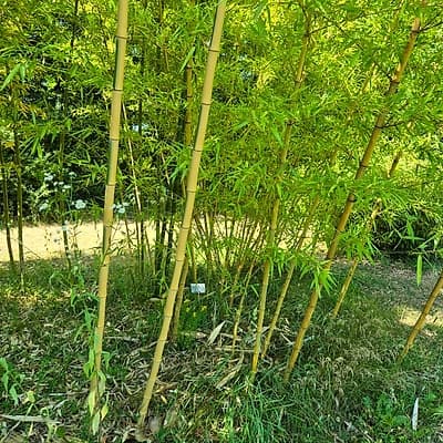 024 Phyllostachys Vivax Huangwenzhu Inversa