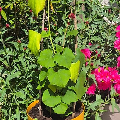 Chayote 