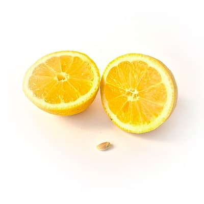 Citronnier