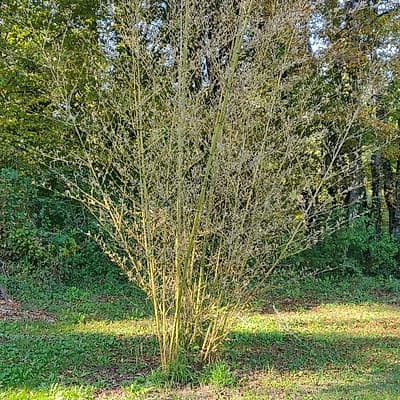 012 Phyllostachys Nigra Henonis