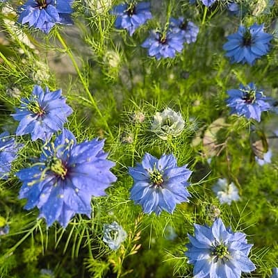Nigelle de Damas