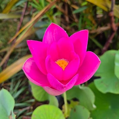 Lotus