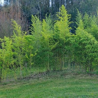 050 Phyllostachys Aurea