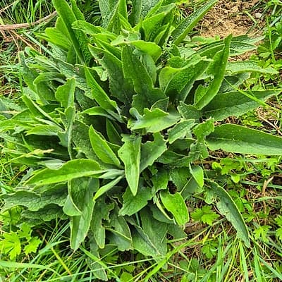 Consoude officinale