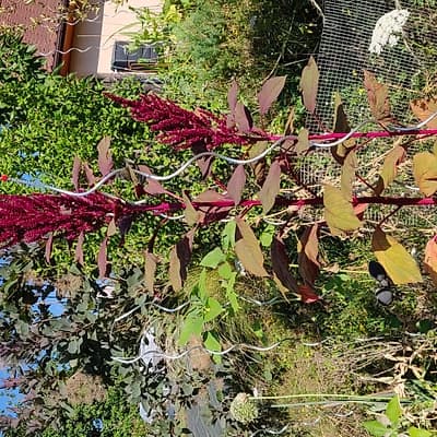 Amarante à Grains Burgundy