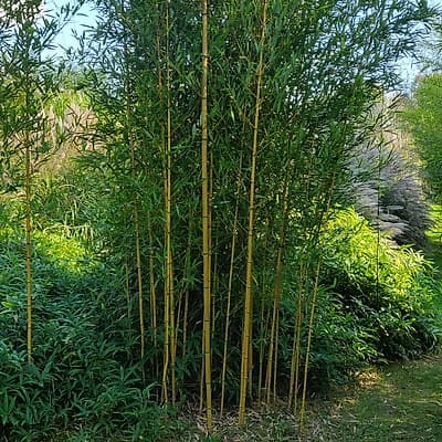077 Phyllostachys Aureosulcata Aureocaulis