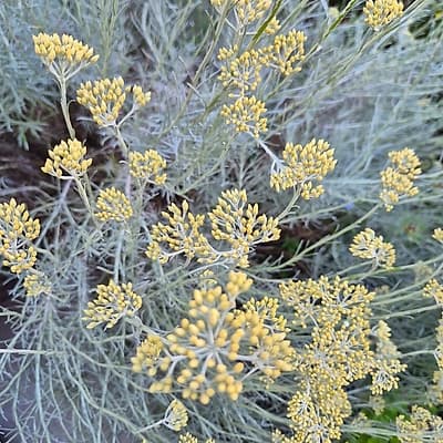 Immortelle d'Italie