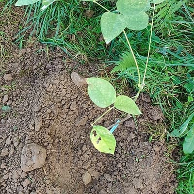 Arbre aux haricots bleus