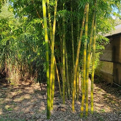 044 Phyllostachys Vivax Aureocaulis
