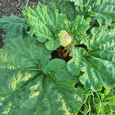Rhubarbe 