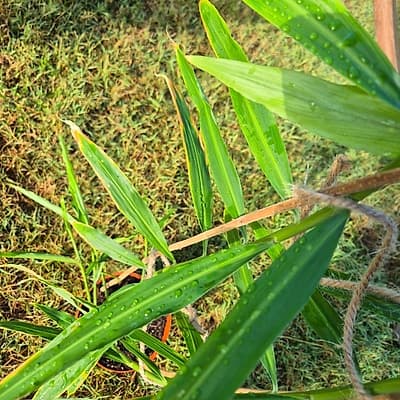 Gingembre