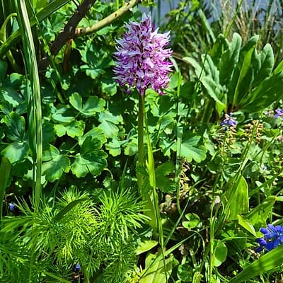 Orchidée singe