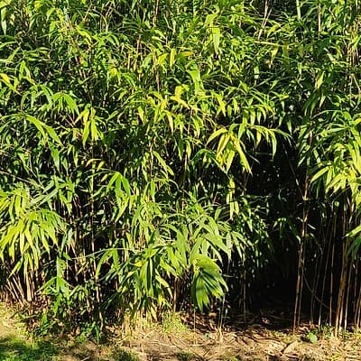 010 Pseudosasa Japonica