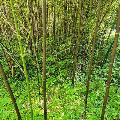 003 Phyllostachys Nigra
