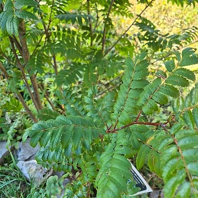 Sorbier des oiseleurs