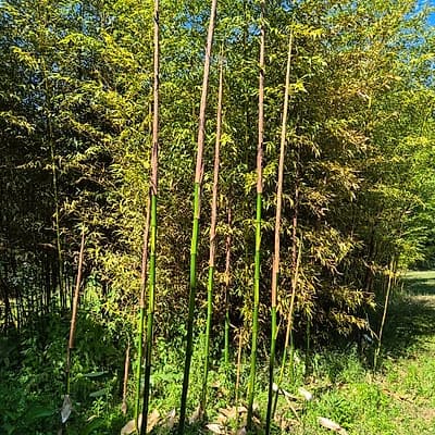 021 Phyllostachys Bambusoides Castillonis Inversa