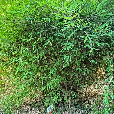 007 Fargesia Nitida "Great Wall"