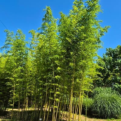 040 Phyllostachys Vivax Jantonging