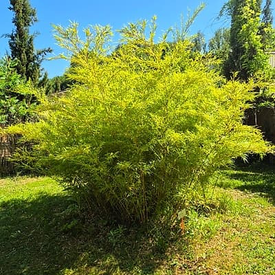 002 Chimonobambusa Tumidissinoda