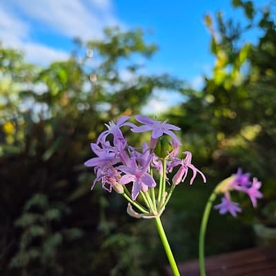 Tulbaghie violette