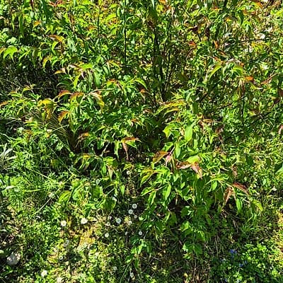 Arbre aux faisans