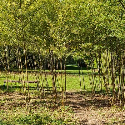 001 Phyllostachys Nigra Boryana