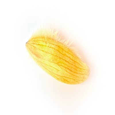 Manguier