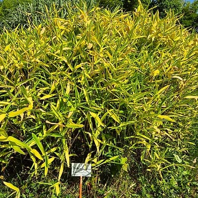 017 Pleioblastus Viridistriatus