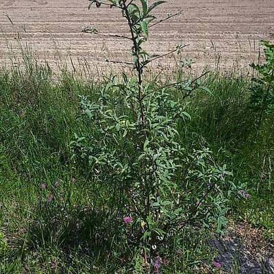 Buddleia