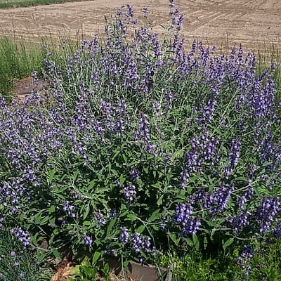 Sauge officinale