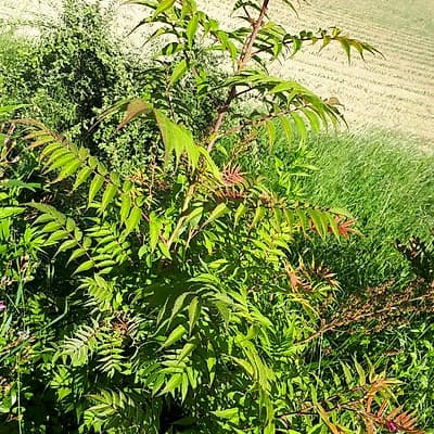 Spirée faux sorbier