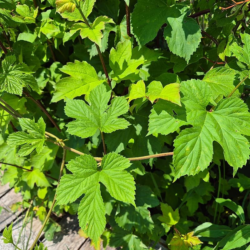 Houblon 