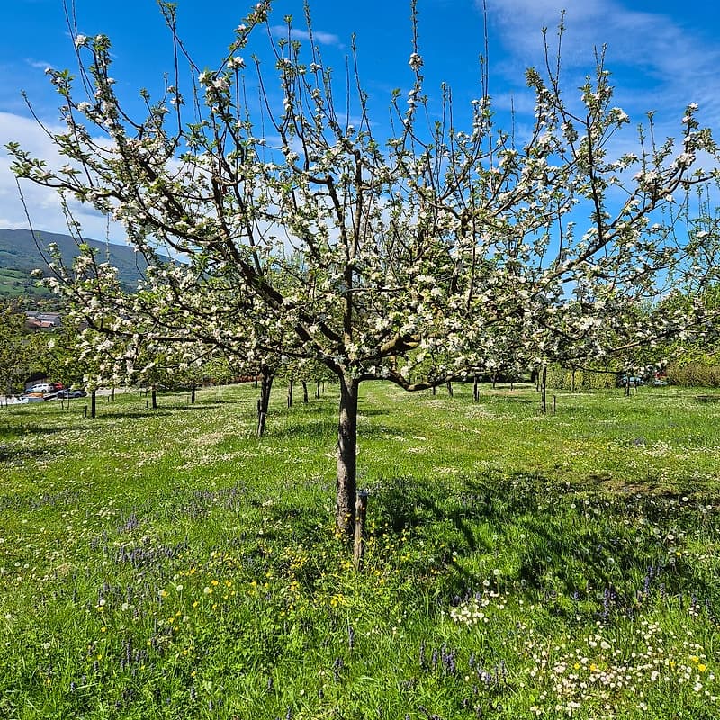 Reinette grise CP