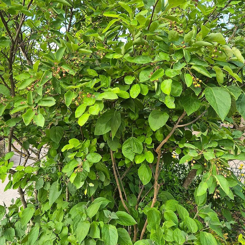 Clerodendron