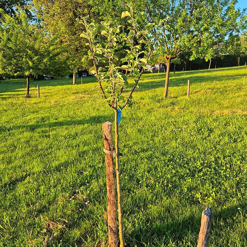Pommier Belle de Boskoop