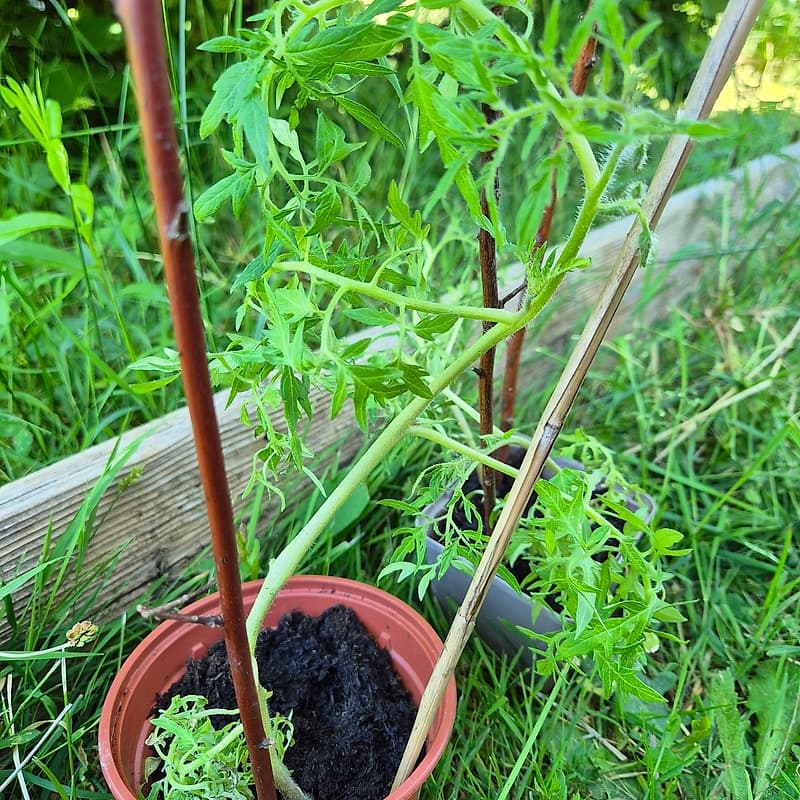 Tomate de fainéant
